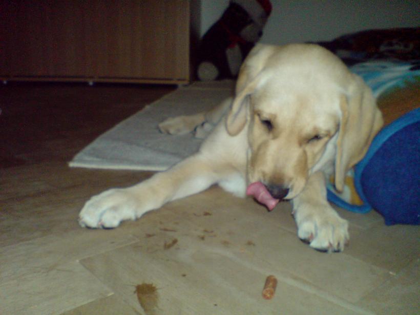 Lexie10_20080704.JPG