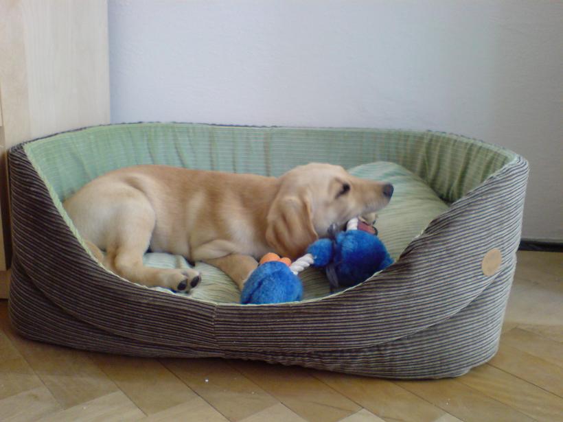 Lexie04_20080802.JPG