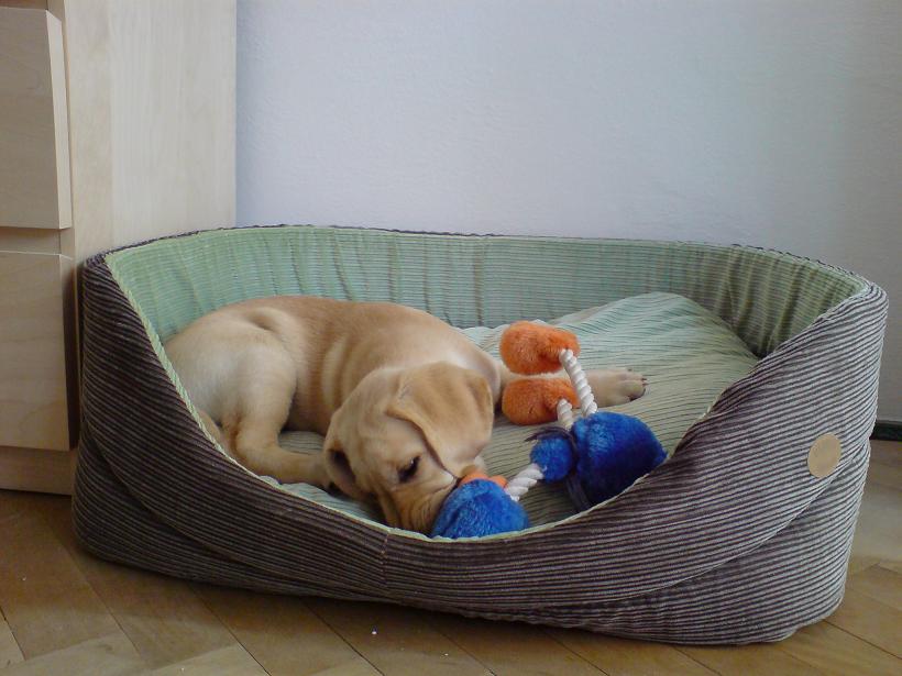 Lexie05_20080802.JPG